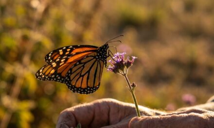 Dictarán en Chascomús un curso sobre refugios para mariposas