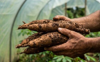 Brasil abre el debate virtual sobre políticas de soberanía alimentaria