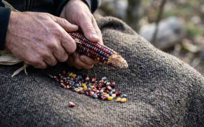 Mapean las falsas soluciones a la crisis ambiental en América Latina