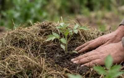 Villa de Merlo ofrece un nuevo curso de huerta agroecológica