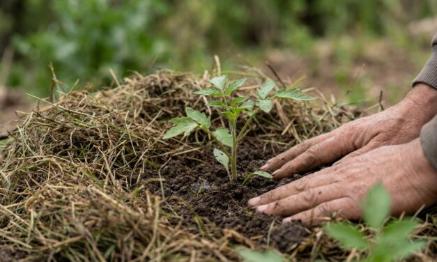 Villa de Merlo ofrece un nuevo curso de huerta agroecológica